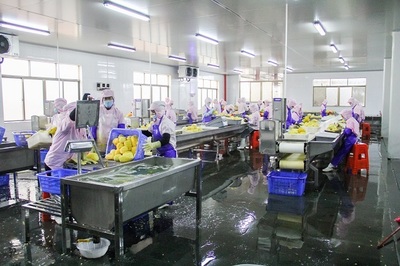 菠萝的海不一般，徐闻果香引客来