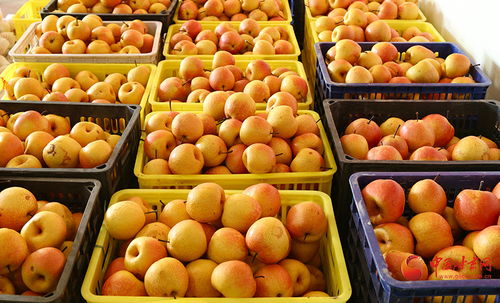 陇原山乡新画卷 西和特色农产品借网出山，新鲜蔬菜香飘四方