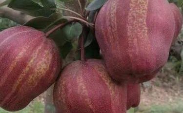 梨树下的化妆品秘方 让美丽回归自然“落花量”温柔守护